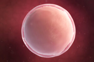 egg donation